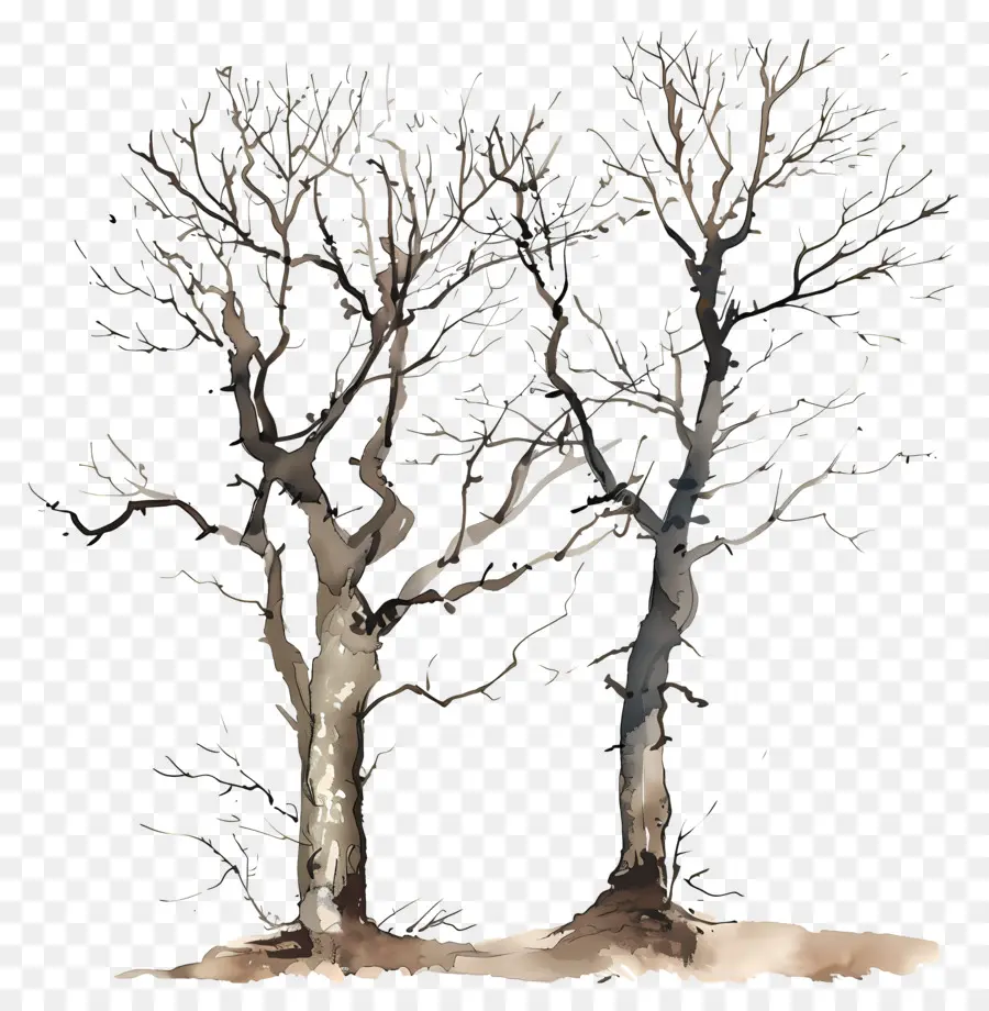 الأشجار العارية，الأشجار PNG