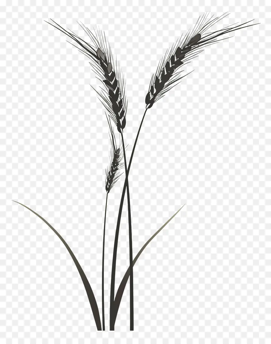القمح，نبات داخلي PNG