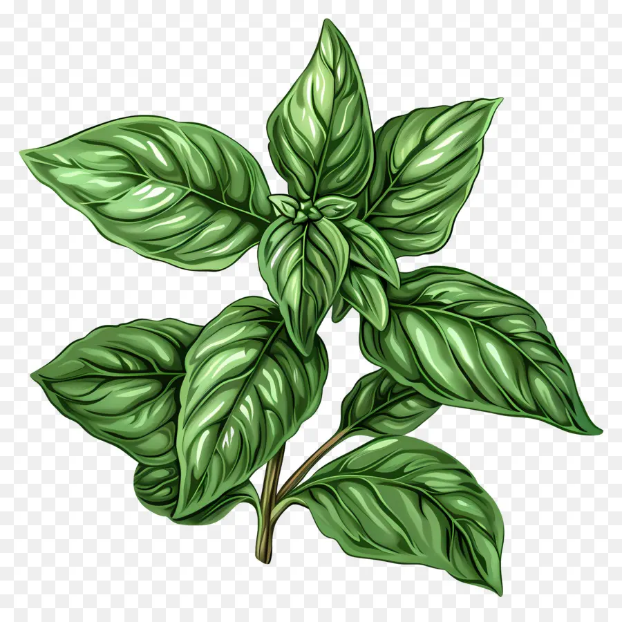 الأعشاب الريحان，نبات الورق PNG