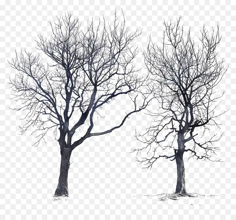 الأشجار العارية，نموذج 3d PNG