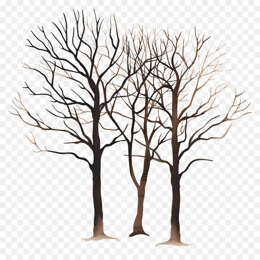 الأشجار العارية，الأشجار بدون أوراق PNG