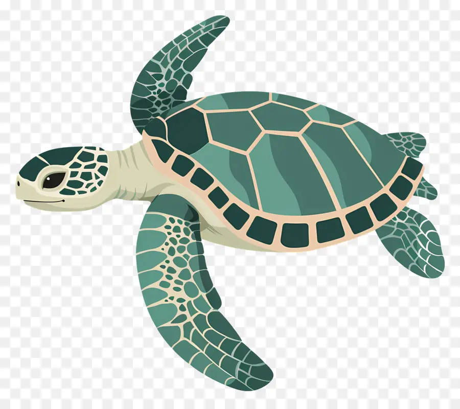 السلاحف البحرية，السلحفاة البحرية الخضراء PNG