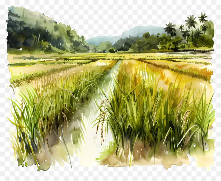 حقل الأرز，حقول الأرز PNG