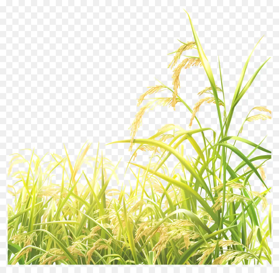 حقل الأرز，تقليم الحشائش PNG