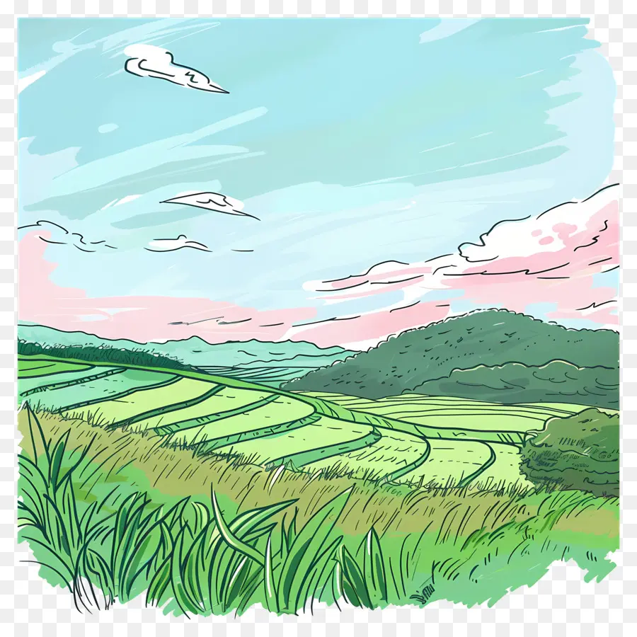 حقل الأرز，الحقل الأخضر PNG