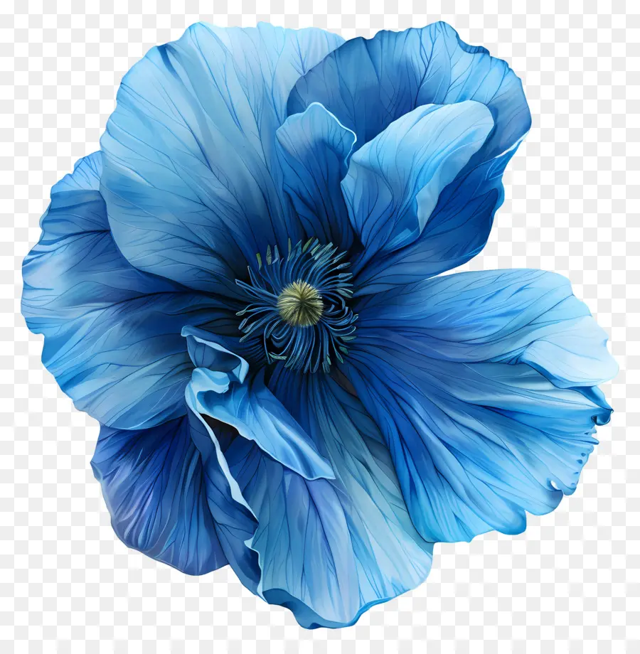 الزهرة الزرقاء，الخشخاش الأزرق PNG