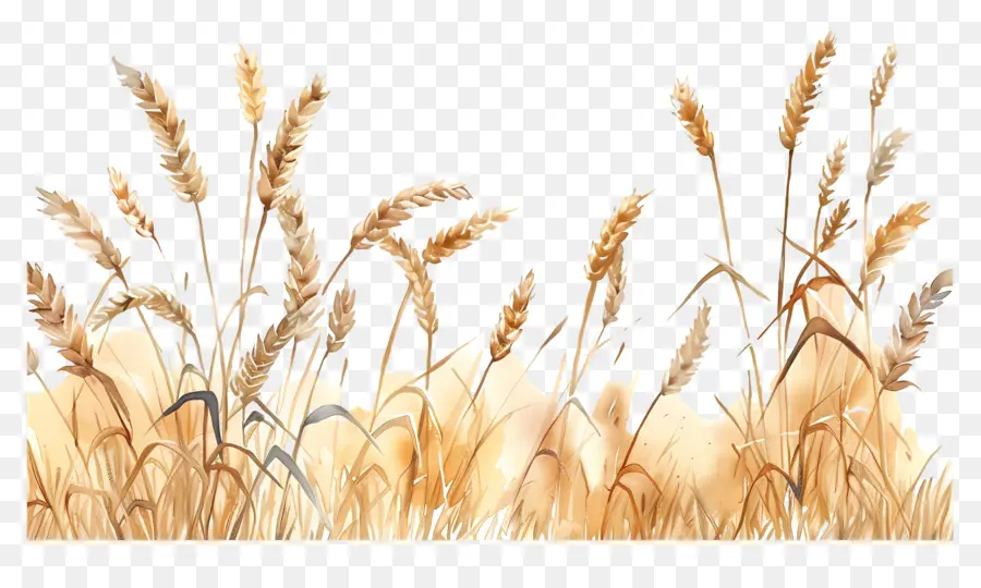 حقل القمح，القمح PNG