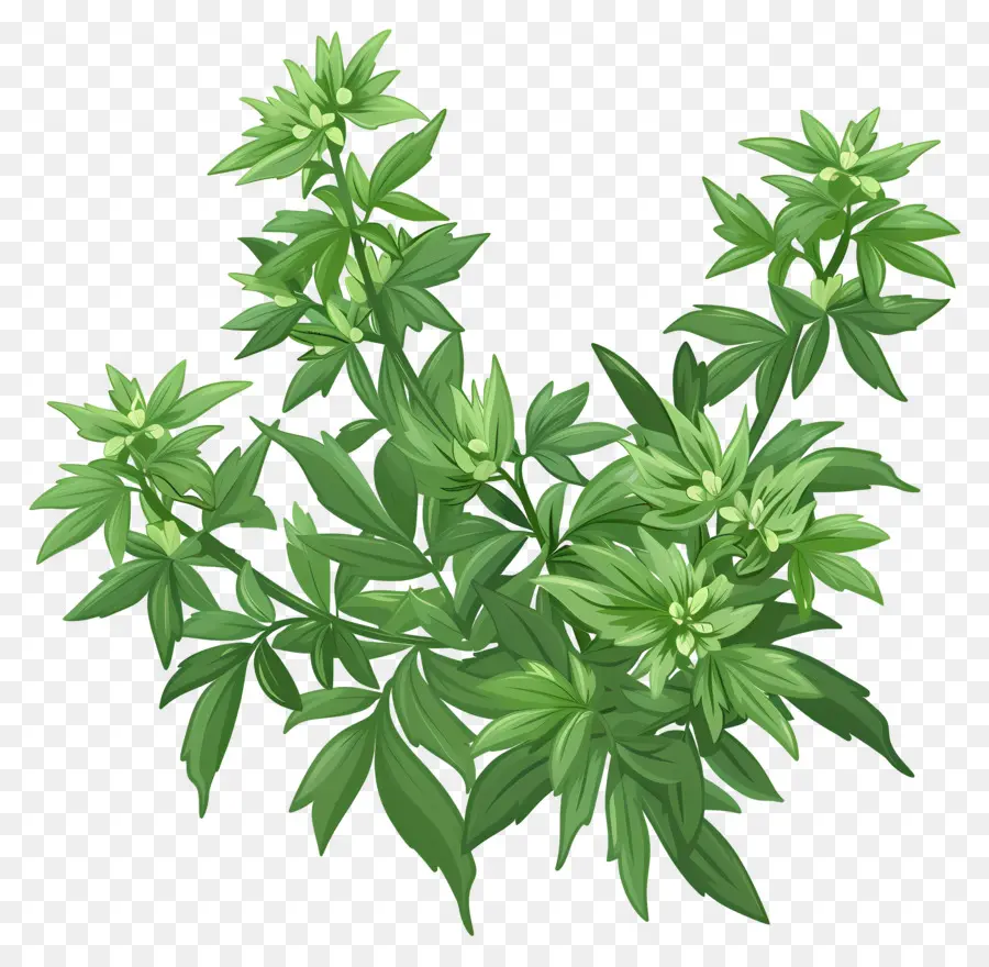 Mugwort，Mugwort Herb PNG
