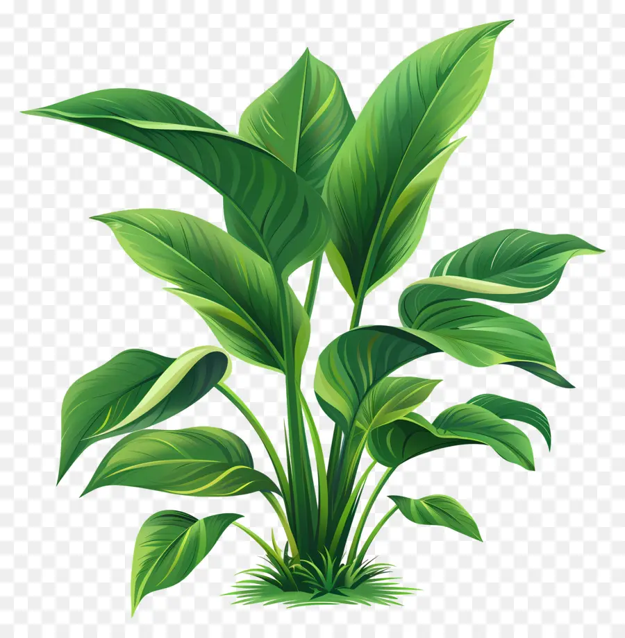 نبات الخضرة，النباتات الخضراء PNG