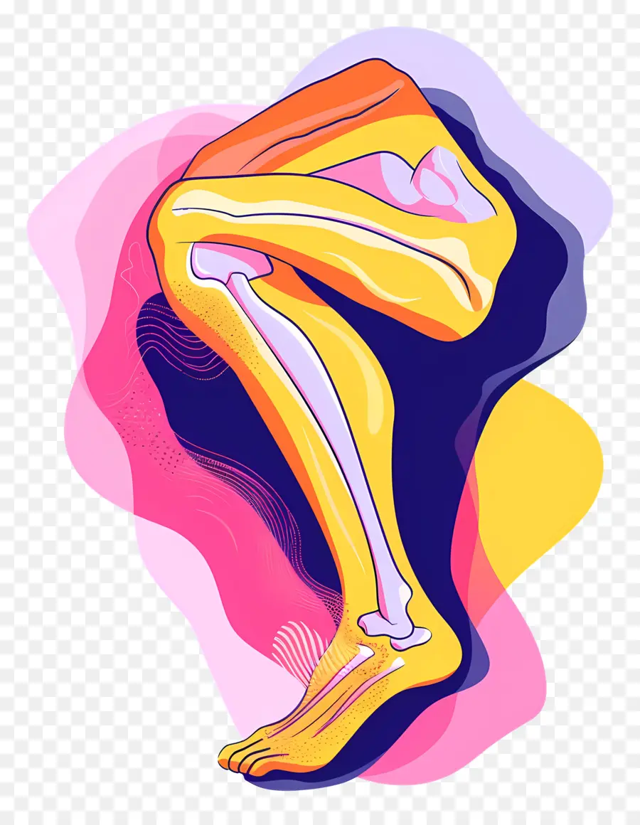 آلام في الركبة，الهيكل العظمي PNG