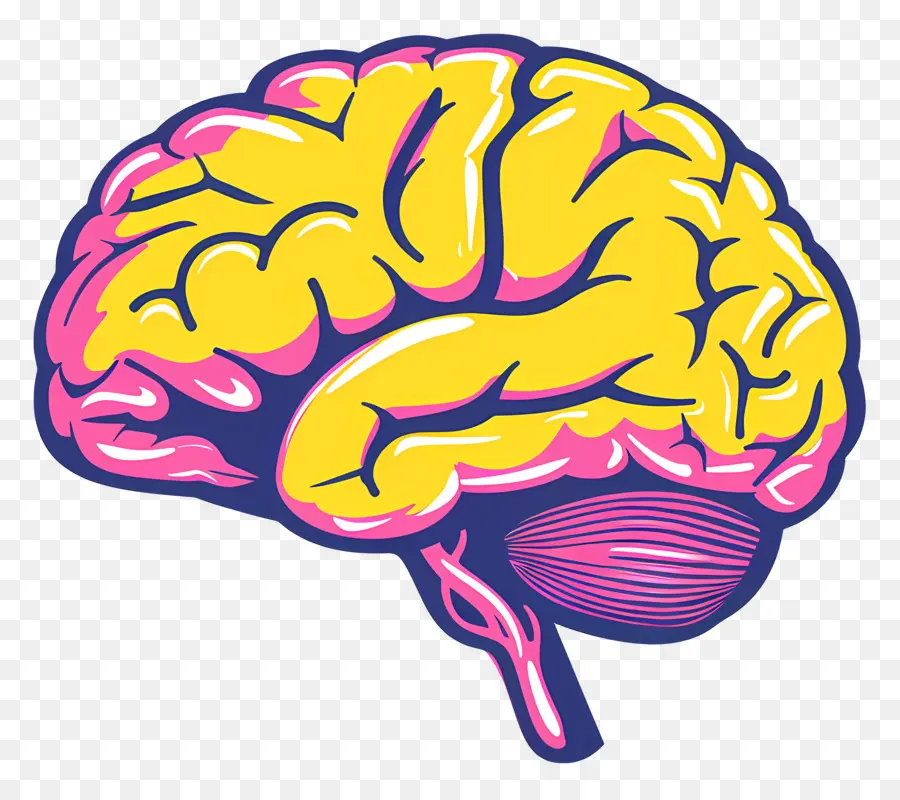 الدماغ，الدماغ البشري PNG