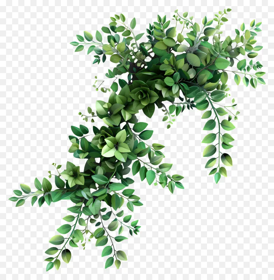 نبات الخضرة，1 أوراق خضراء PNG