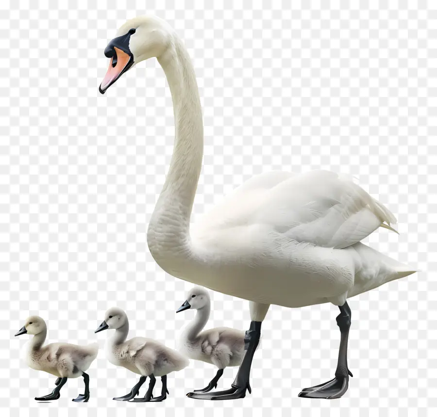 بجعة，البجعة مع Cygnets PNG