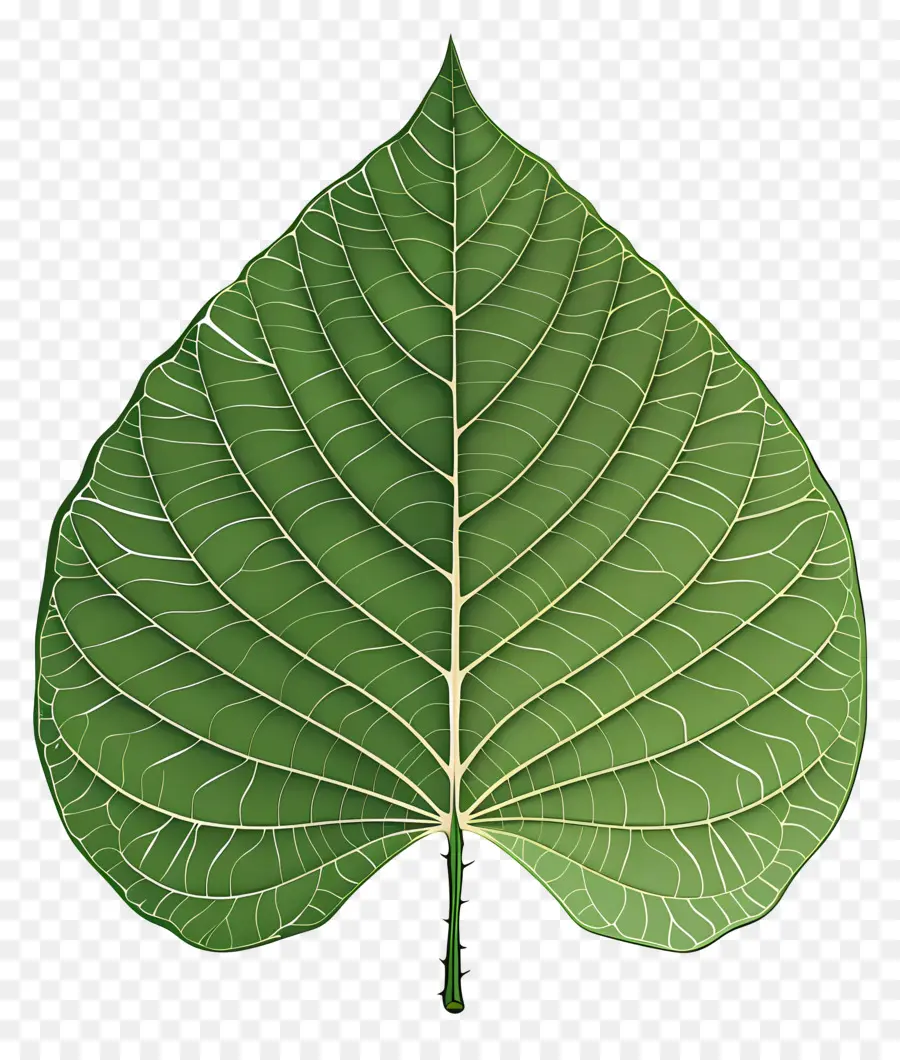 ورقة شجرة بودي，ورقة خضراء PNG
