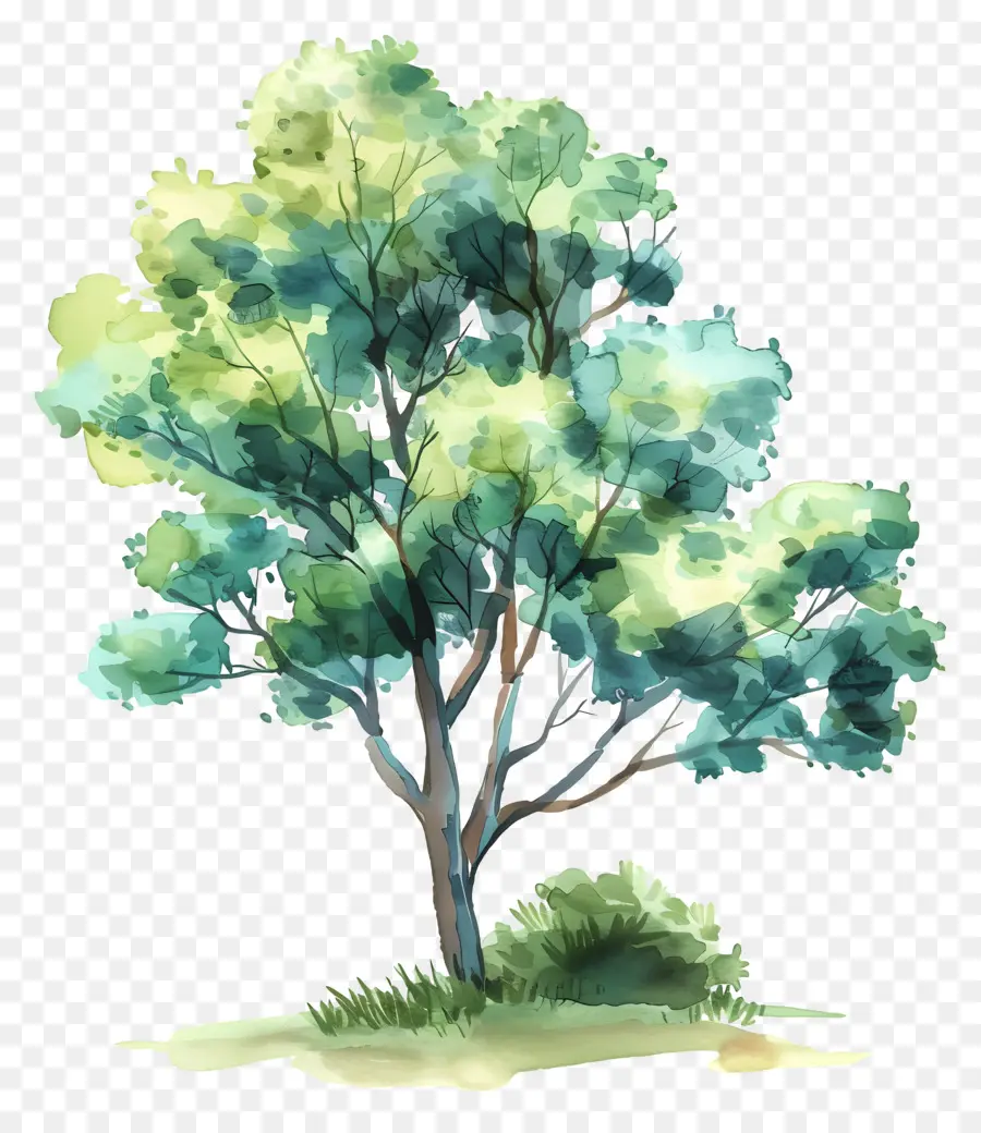 شجرة，الرسم بالألوان المائية PNG
