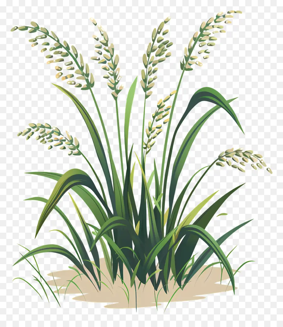 نباتات الأرز，العشب طويل القامة PNG