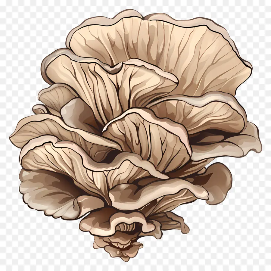 Maitake Mushroom，الفطر PNG