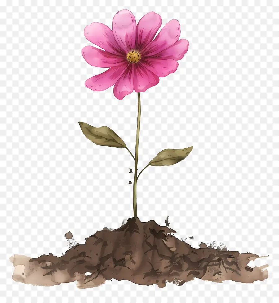 زهرة الوردي，التربة PNG