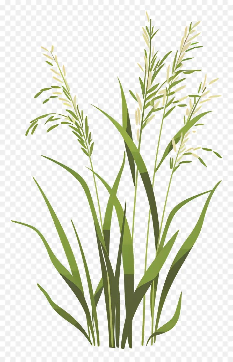 نباتات الأرز，العشب الأخضر PNG