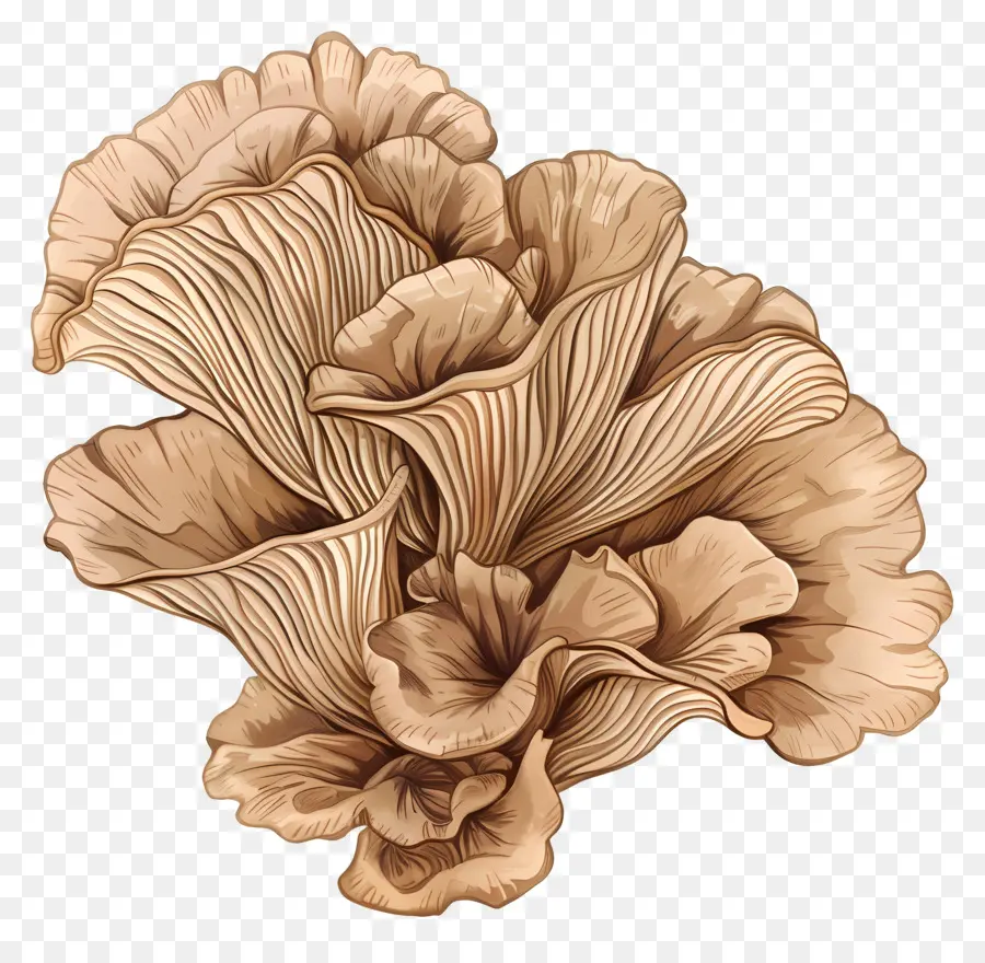 Maitake Mushroom，الفطر PNG