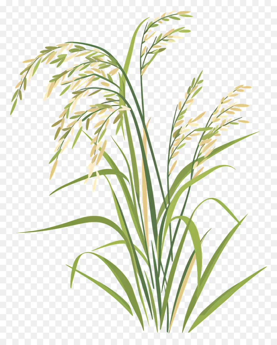 نباتات الأرز，مصنع PNG
