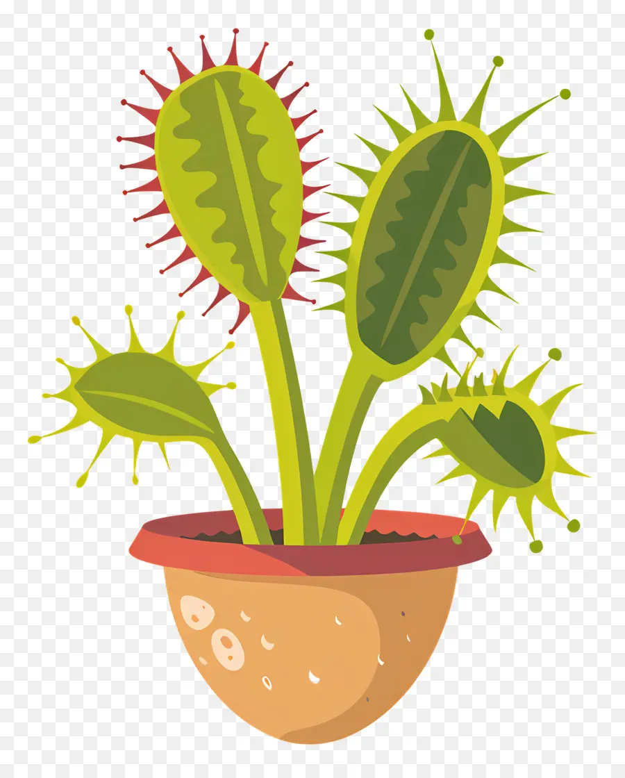 فينوس صائدة الذباب，نبات Spiky PNG