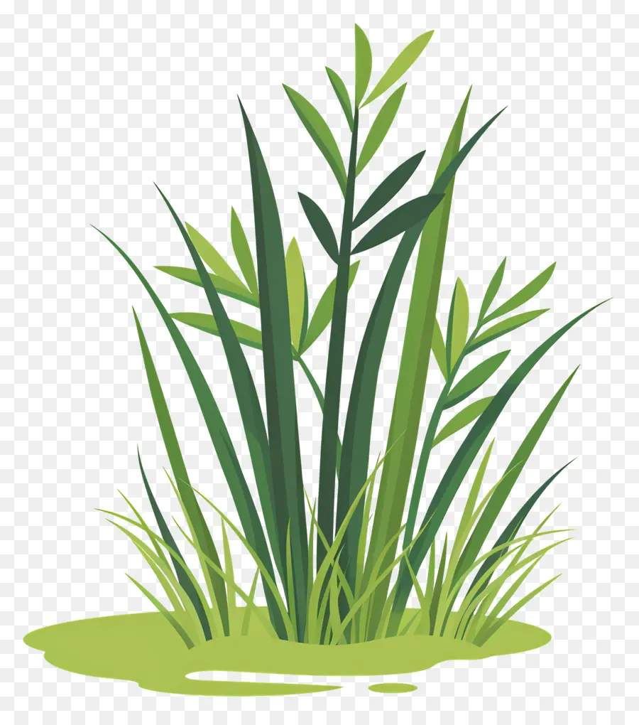 نباتات الأرز，النباتات المائية PNG