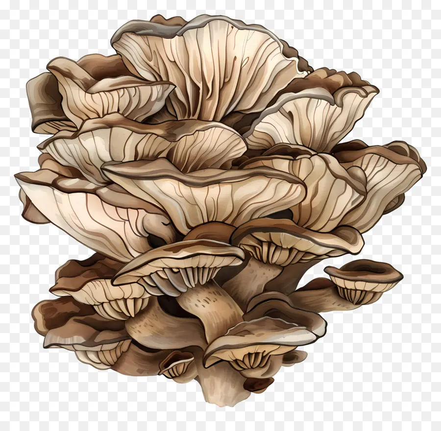 Maitake Mushroom，الفطر البني PNG