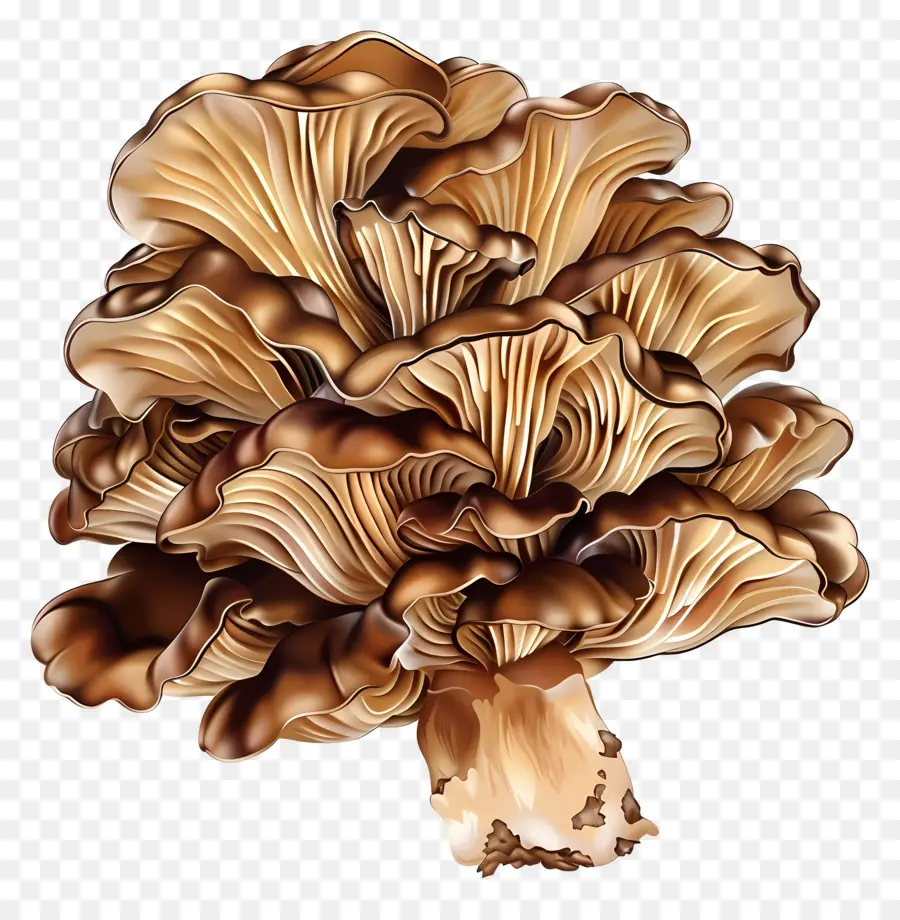 Maitake Mushroom，الفطر PNG