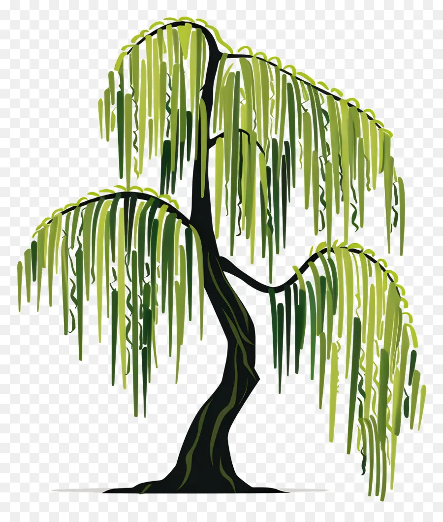 الصفصاف الباكية，شجرة الصفصاف PNG