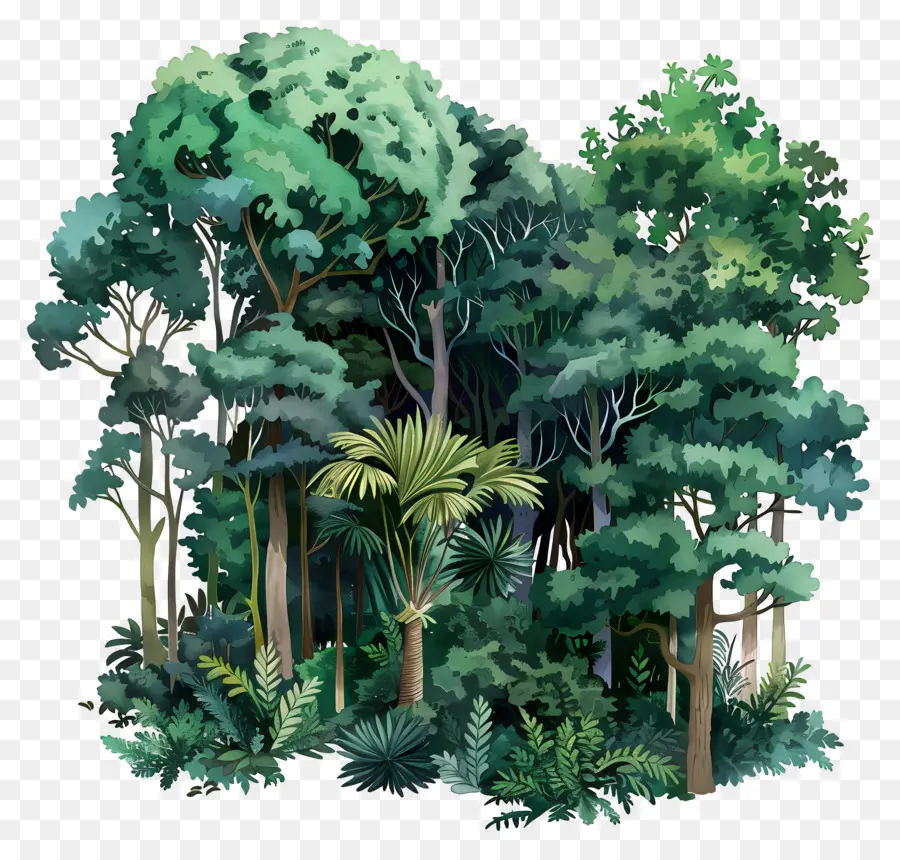 كريم بروليه，الغابات PNG