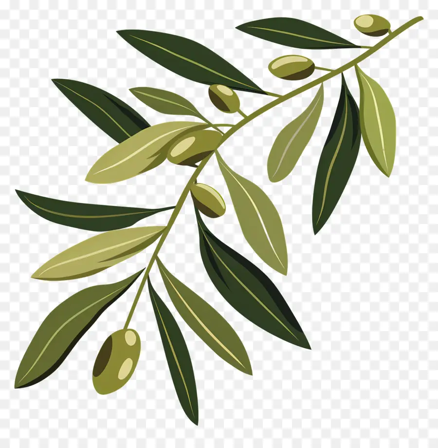 غصن الزيتون，شجرة الزيتون PNG