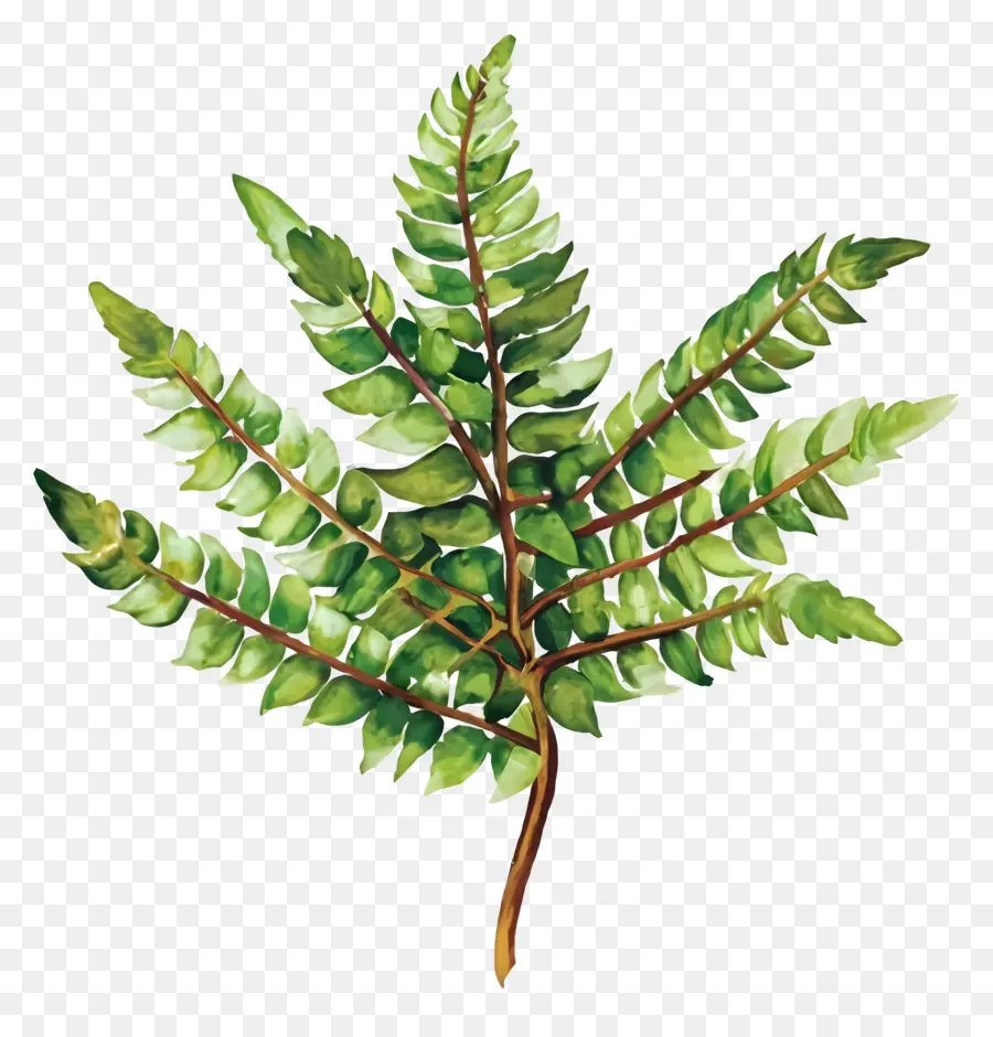 السرخس نبات，ورقة السرخس الخضراء PNG