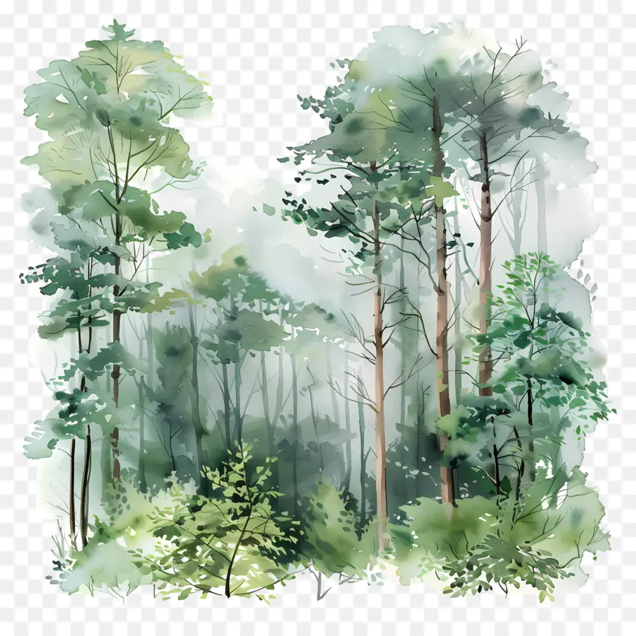 غابة كثيفة，الرسم بالألوان المائية PNG