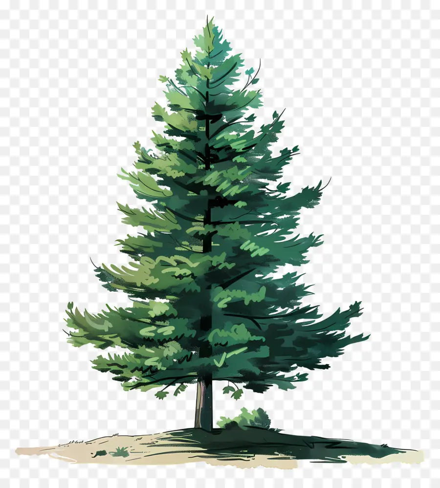 شجرة الصنوبر，هيل PNG