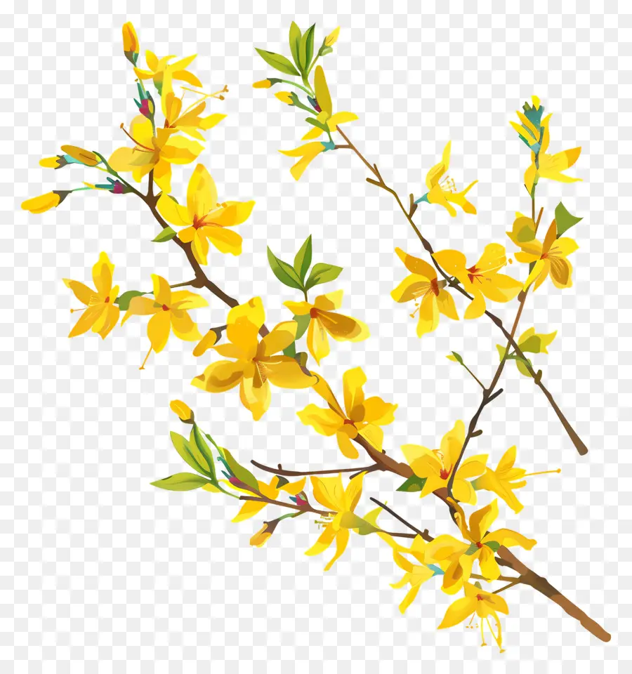 فورسيثيا，الزهور الصفراء PNG