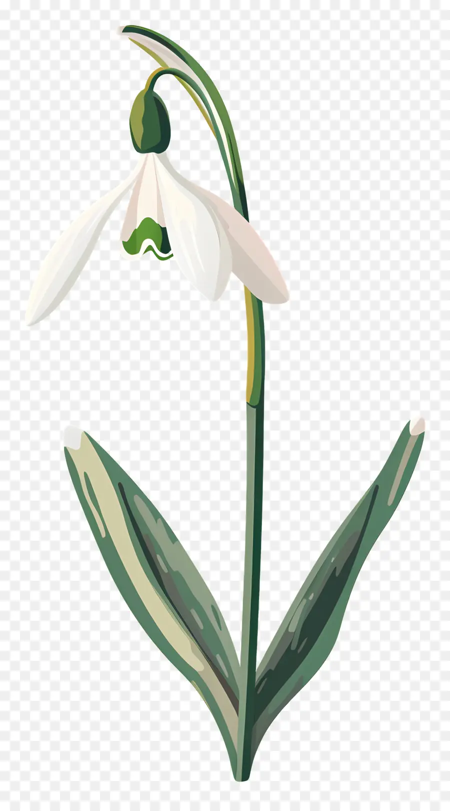 زهرة الثلج，زهرة بيضاء PNG