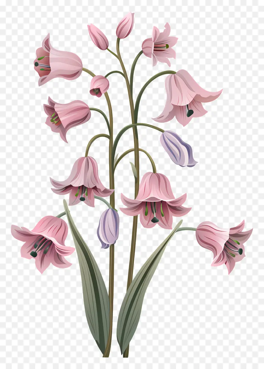 البلوبلز，الزهور الوردية PNG