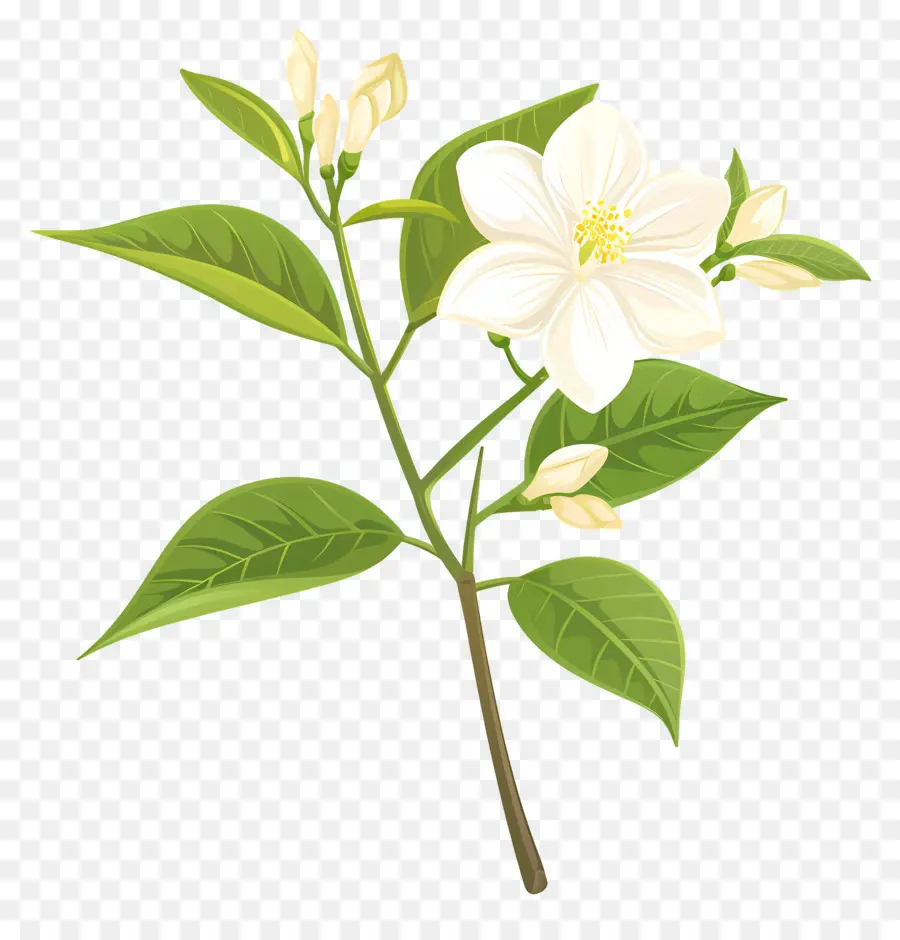 زهرة الياسمين，بتلات بيضاء PNG