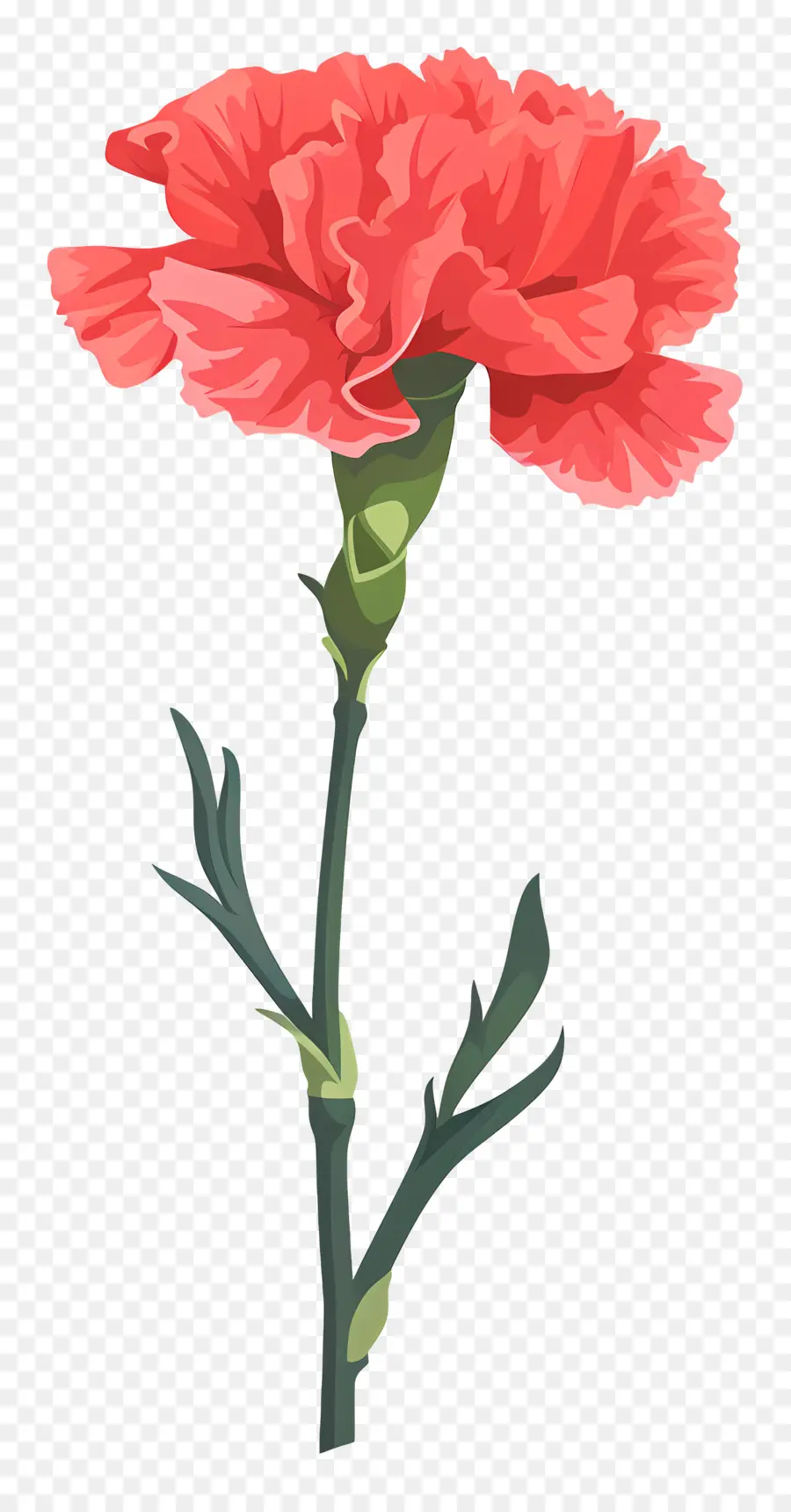 زهرة قرنفل，القرنفل الوردي PNG