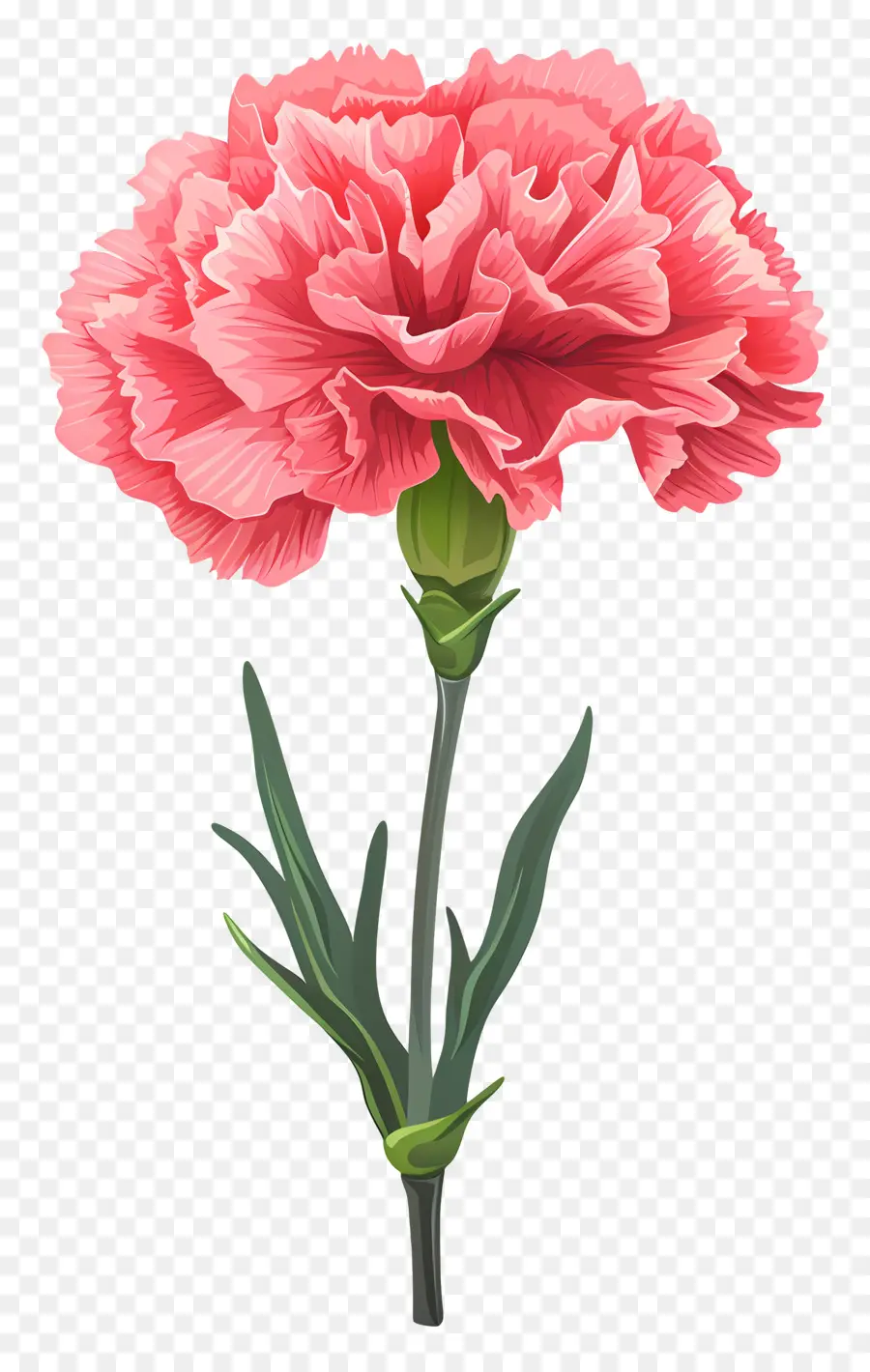زهرة قرنفل，القرنفل الوردي PNG