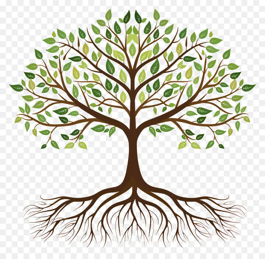 الشجرة ذات الجذور，شجرة PNG