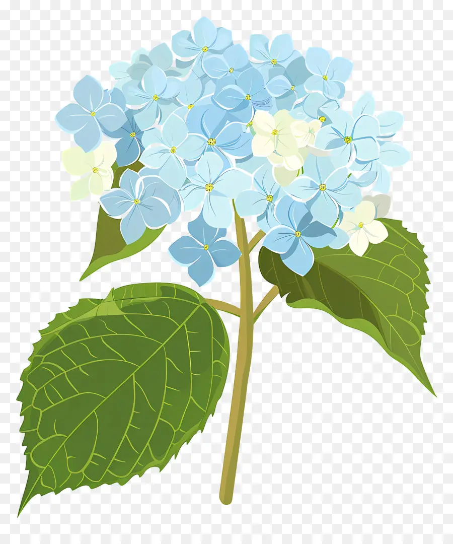 الكوبية زهرة，الزهور الزرقاء والبيضاء PNG