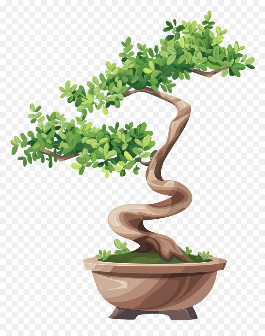 شجرة بونساي，نبات داخلي PNG