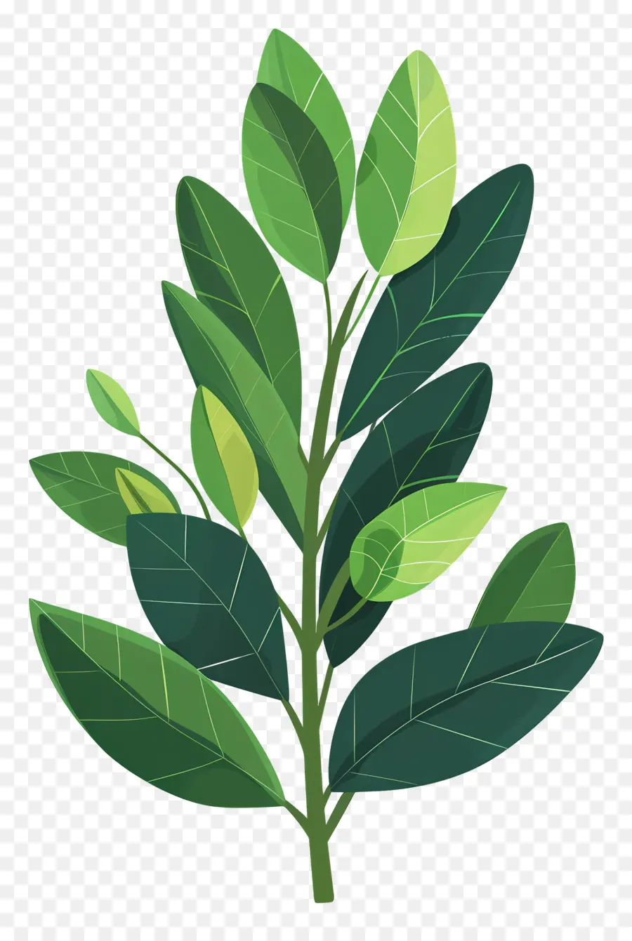 أوراق الغار，النباتات الخضراء PNG