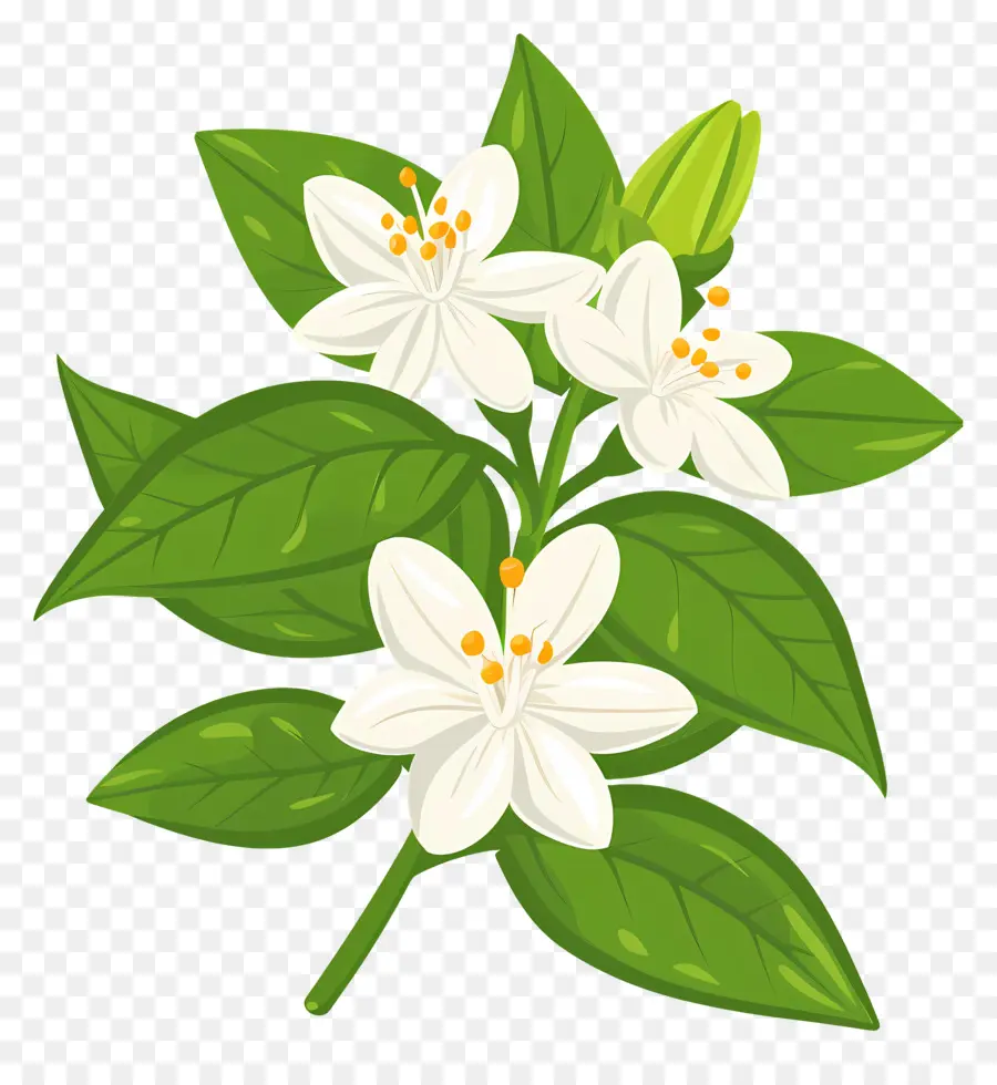 زهرة الياسمين，نبات الورق الأخضر PNG