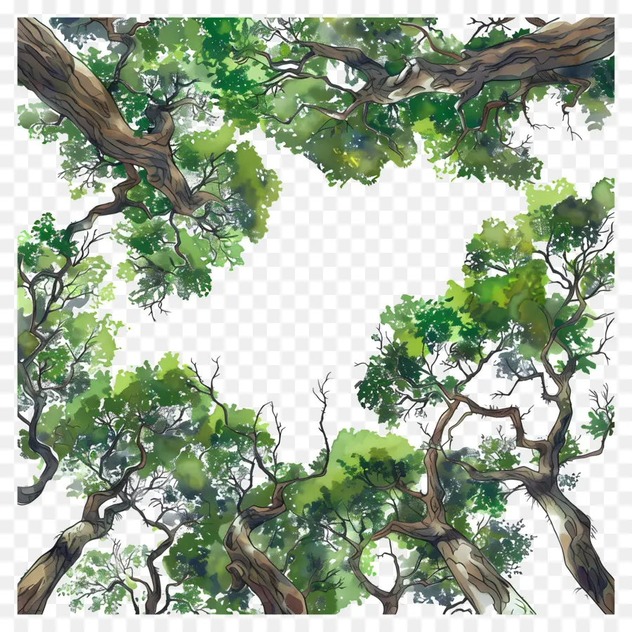 غابة كانوبي，شجرة خضراء PNG