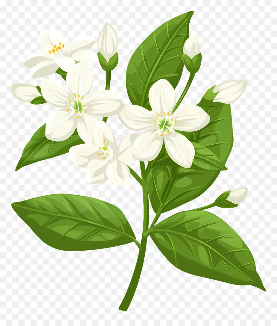 زهرة الياسمين，زهرة بيضاء PNG