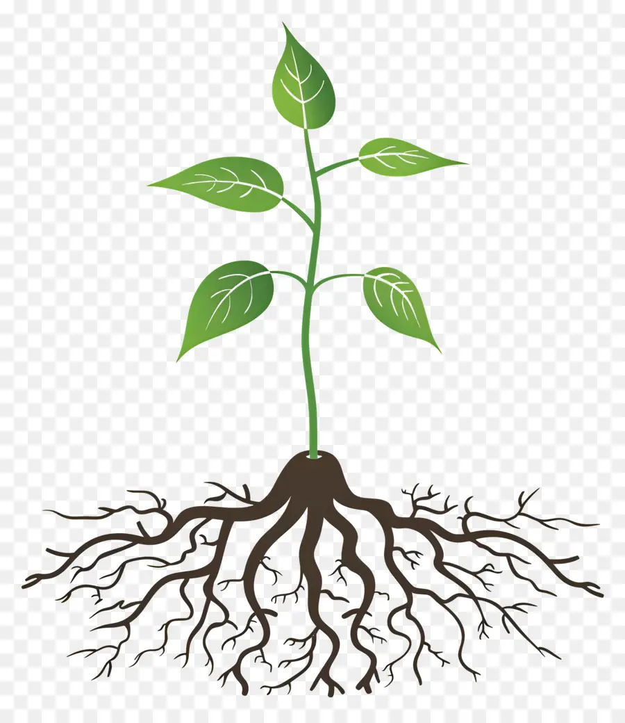 جذر النبات，جذور النباتات PNG