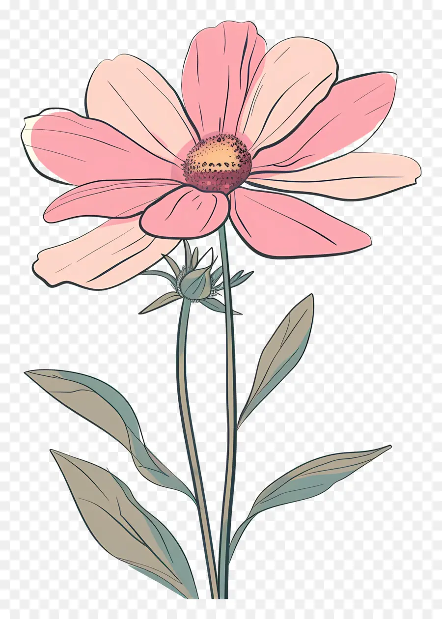 الوردي ديزي，زهرة الوردي PNG